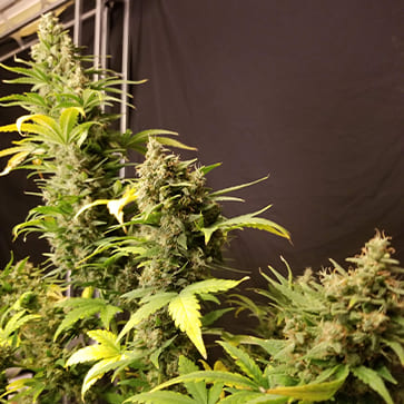 Семена конопли Auto CBD WW Feminised Gold